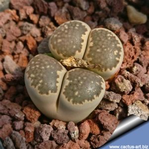 Lithops salicola C351 TL: 10 km W of Luckhoff, South Africa