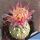 Astrophytum asterias cv. AKABANA (Pink/Red flowers)