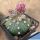 Astrophytum asterias cv. AKABANA (Pink/Red flowers)