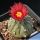 Astrophytum asterias cv. AKABANA (Pink/Red flowers)