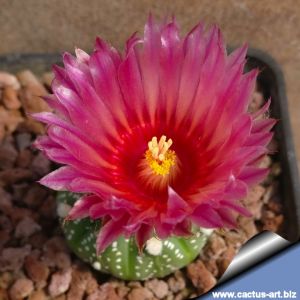 Astrophytum asterias cv. AKABANA (Pink/Red flowers)