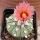 Astrophytum asterias cv. AKABANA (Pink/Red flowers)