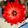 Chamaecereus hybrid (Chamaelobivia) cv. FLOR-RED