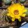 Chamaecereus hybrid (Chamaelobivia) cv. FLOR-YELLOW