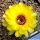 Chamaecereus hybrid (Chamaelobivia) cv. FLOR-YELLOW