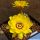 Chamaecereus hybrid (Chamaelobivia) cv. FLOR-YELLOW