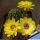 Chamaecereus hybrid (Chamaelobivia) cv. FLOR-YELLOW