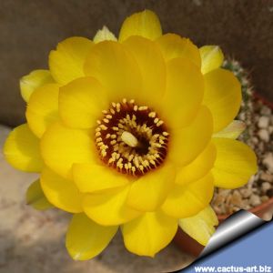 Chamaecereus hybrid (Chamaelobivia) cv. FLOR-YELLOW