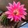 Chamaecereus hybrid cv. LINCOLN STARDUST