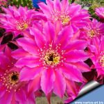 Chamaecereus hybrid (Chamaelobivia) cv. LINCOLN STARDUST
