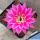 Chamaecereus hybrid cv. LINCOLN STARDUST