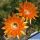 Echinopsis hybrid cv. CHEETAH (Schick)