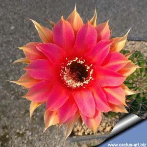 Echinopsis hybrid cv. INTRIGUE (Schick)