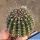 Echinopsis hybrid cv. INTRIGUE (Schick)