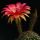 Echinopsis hybrid cv. INTRIGUE (Schick)