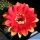 Echinopsis hybrid cv. INTRIGUE (Schick)