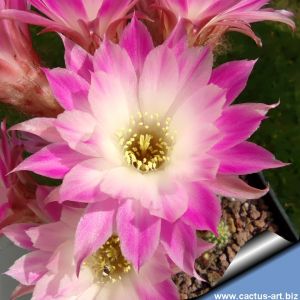 Chamaecereus hybrid (Chamaelobivia) cv. EDITH F3