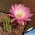 Chamaecereus hybrid (Chamaelobivia) cv. EDITH F3