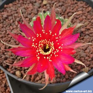 Lobivia cv. STELLA ROSSA (clone 2)