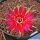 Lobivia cv. STELLA ROSSA (clone 2)