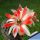 Rebutia supthutiana HJ516 cv. TWO COLOR Chuquisaca, Bolivia