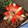 Rebutia supthutiana HJ516 cv. TWO COLOR Chuquisaca, Bolivia