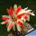 Rebutia supthutiana HJ516 cv. TWO COLOR Chuquisaca, Bolivia