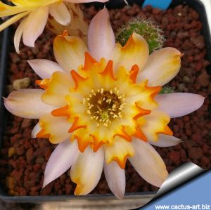 Chamaecereus hybrid cv. LINCOLN GEM