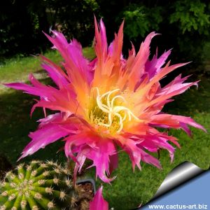 Echinopsis hybrid cv. SUPER WINDIGO (US67)