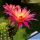 Echinopsis hybrid cv. SUPER WINDIGO (US67)