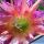 Echinopsis hybrid cv. SUPER WINDIGO (US67)