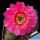 Lobivia arachnacantha hybrid cv. FLOR CERISE FLUO (Fluorescent cerry red)