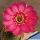 Lobivia arachnacantha hybrid cv. FLOR CERISE FLUO (Fluorescent cerry red)