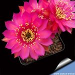 Lobivia arachnacantha hybrid cv. FLOR CERISE FLUO (Fluorescent cerry red)