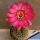 Lobivia arachnacantha hybrid cv. FLOR CERISE FLUO (Fluorescent cerry red)