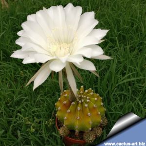 Echinopsis eyriesii