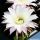 Echinopsis eyriesii