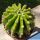 Echinopsis eyriesii