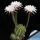 Echinopsis eyriesii