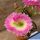 Lobivia cv. PINK ODDITY (cristata mostruosa)