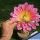 Trichopsis (Trichocereus x Echinopsis hybrid) cv. ORANGE CALIFORNIA (flower 22-24 cm Ø)