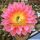 Trichopsis (Trichocereus x Echinopsis hybrid) cv. ORANGE CALIFORNIA (flower 22-24 cm Ø)