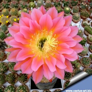 Trichopsis (Trichocereus x Echinopsis hybrid) cv. ORANGE CALIFORNIA (flower 22-24 cm Ø)