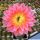 Trichopsis (Trichocereus x Echinopsis hybrid) cv. ORANGE CALIFORNIA (flower 22-24 cm Ø)