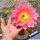 Trichopsis (Trichocereus x Echinopsis hybrid) cv. ORANGE CALIFORNIA (flower 22-24 cm Ø)