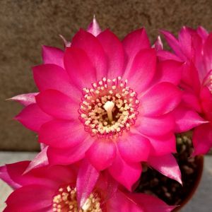 Chamaecereus hybrid (Chamaelobivia) cv. MAUVE WONDER