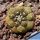 Copiapoa hypogea cv. LIZARD SKIN