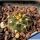 Gymnocalycium hossei STO30 Aimogasta-Carrizal LR, Argentina.