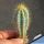 Pilosocereus azureus (Pilosocereus pachycladus)
