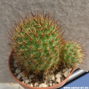 Rebutia donaldiana L348 Pucara, Vallegrande, Santa Cruz, Bolivia 2600m